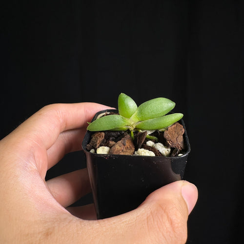 Angraecum leonis Madagascar form, seedling