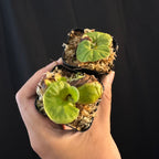 Platycerium ridleyi standard form sporelings