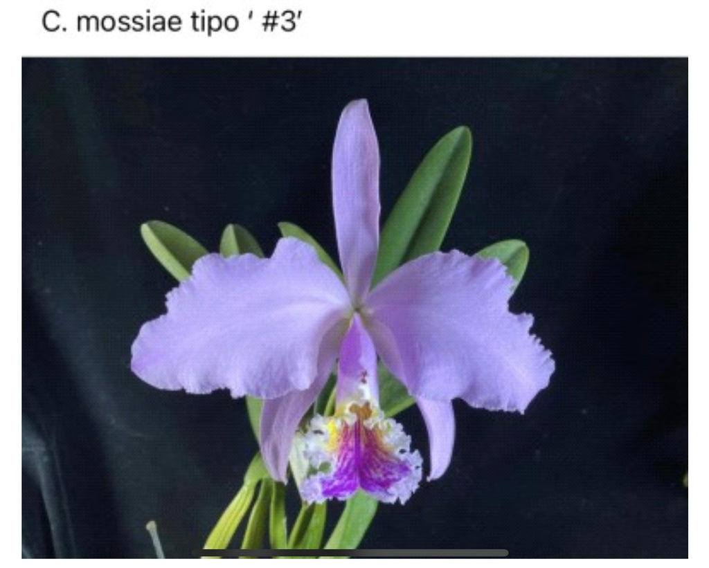 Cattleya mossiae 'Pink Square' x '#3', seedlings