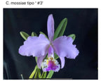 Cattleya mossiae 'Pink Square' x '#3', seedlings