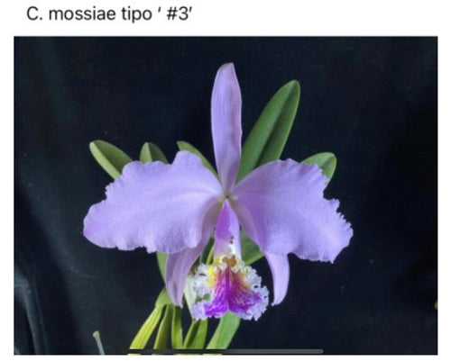 Cattleya mossiae 'Pink Square' x '#3', seedlings