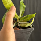 Aerangis kotschyana, Near Bloom Size