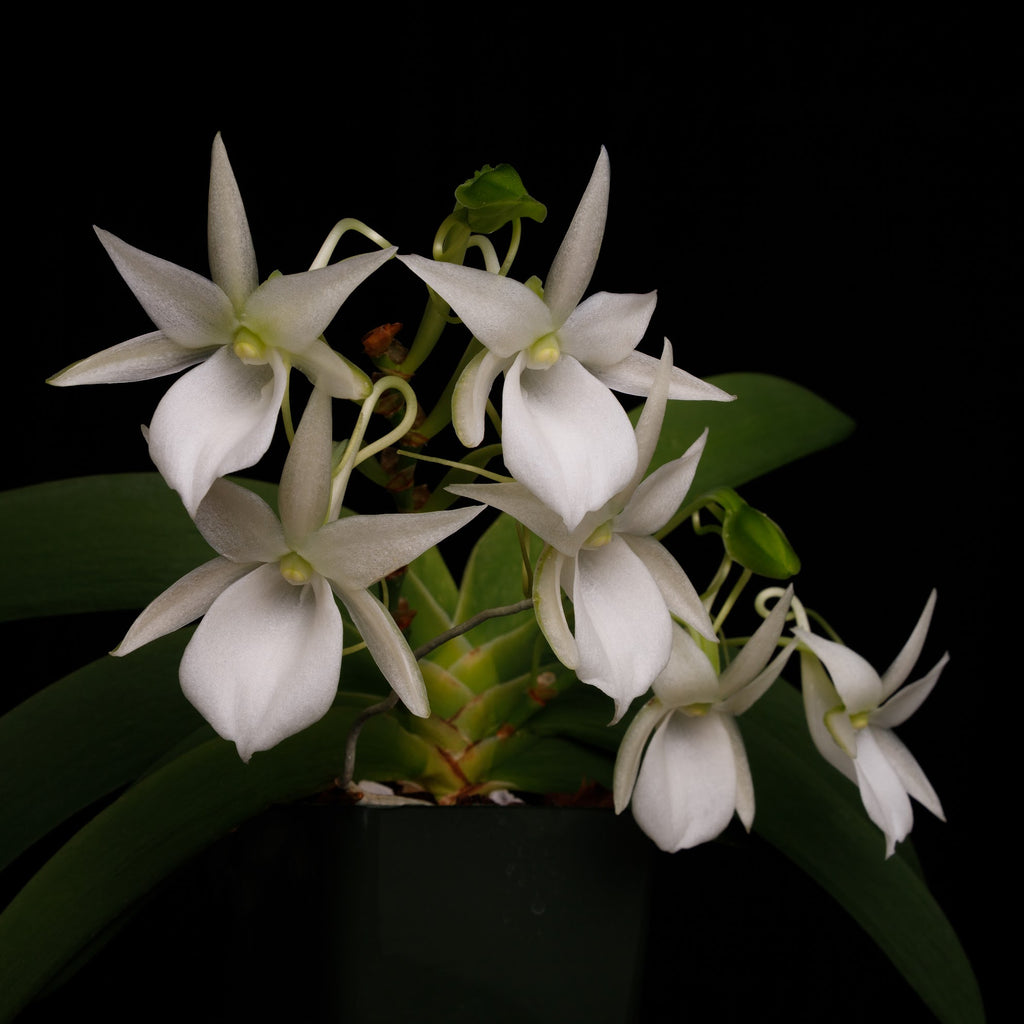 Angraecum leonis Madagascar form, seedling