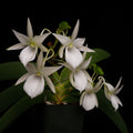 Angraecum leonis Madagascar form, seedling