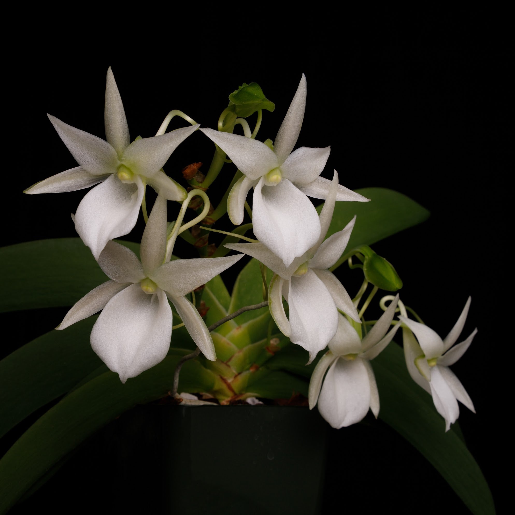 Angraecum leonis Madagascar form, seedling