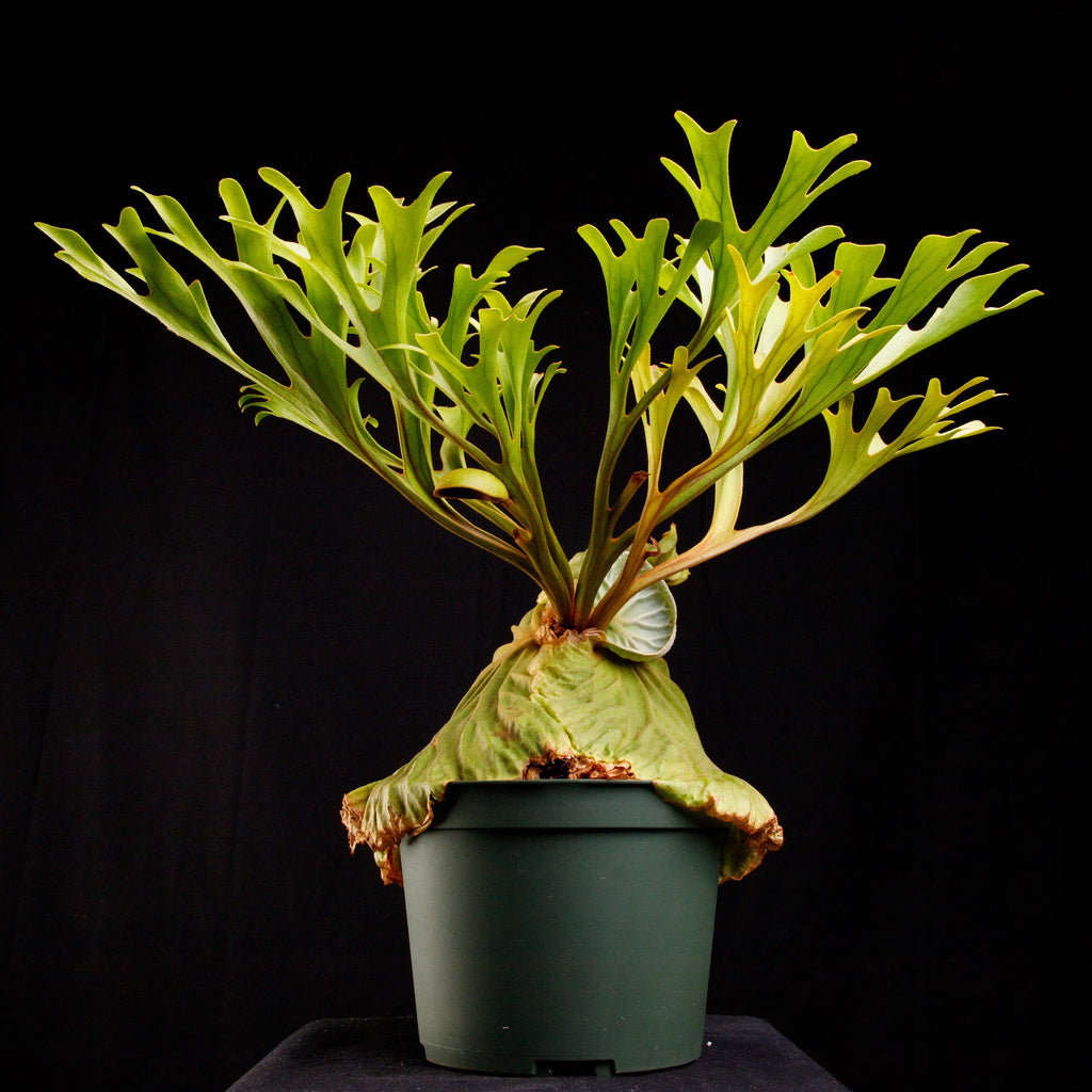 Platycerium ridleyi standard form sporelings