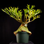 Platycerium ridleyi standard form sporelings