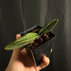 Paphiopedilum Magic Lantern