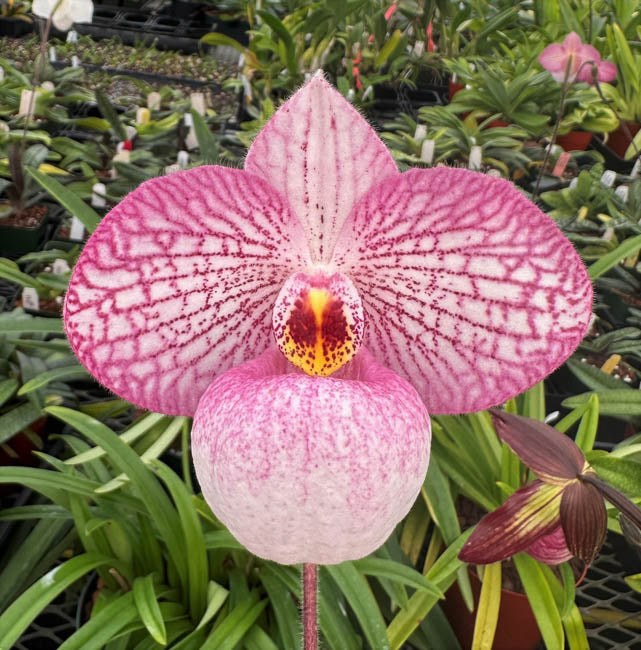 Paphiopedilum Magic Lantern