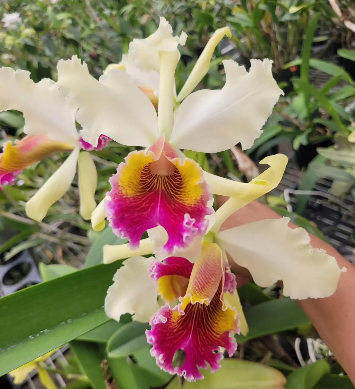 Cattleya Triumphans 4N, Near Bloom Size