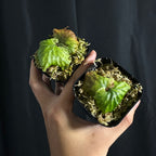 Platycerium madagascariense