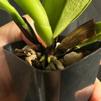 Cattleya Triumphans 4N, Near Bloom Size