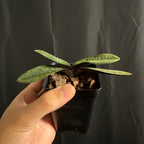 Paphiopedilum Magic Lantern