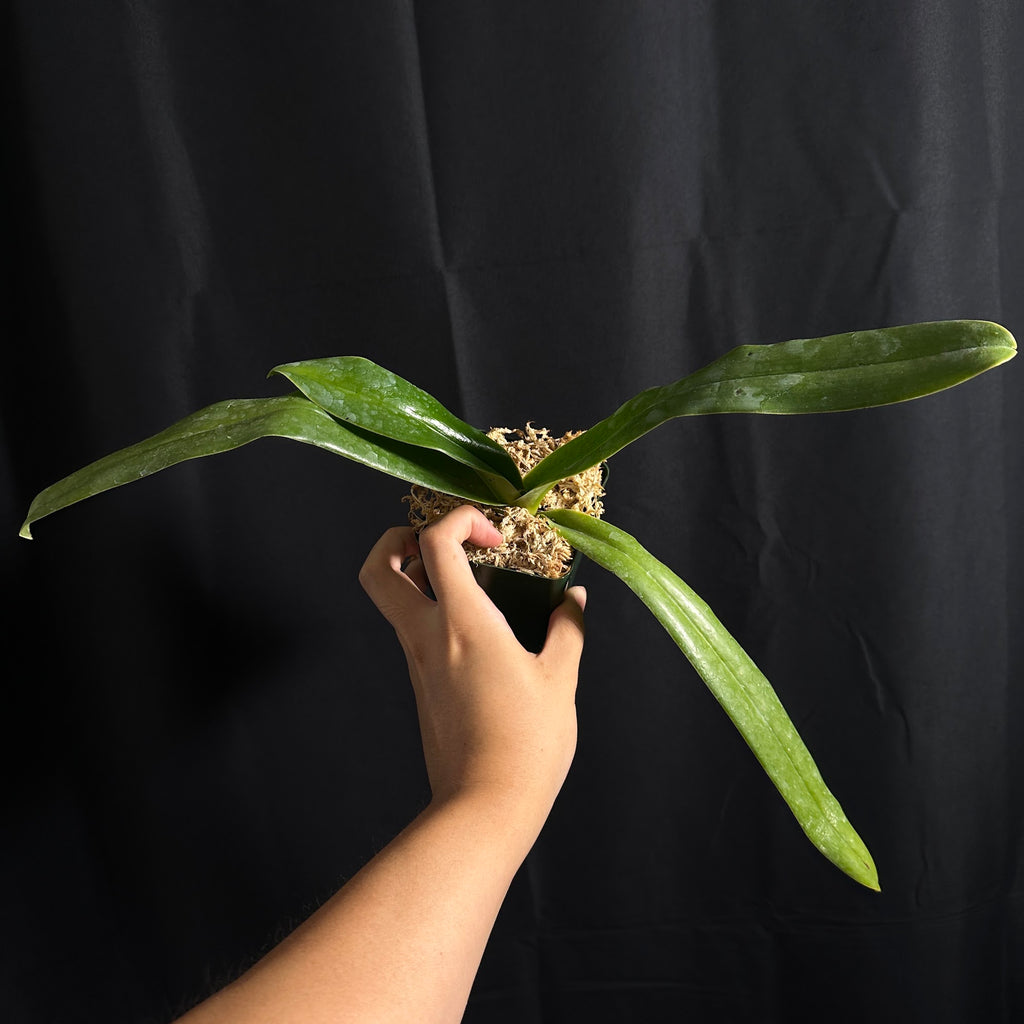 Paphiopedilum sanderianum, NBS