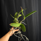 Cattleya tigrina alba 'Too Good' AM/AOS x self treated, Near Bloom Size