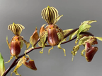 Paphiopedilum supardii, seedling