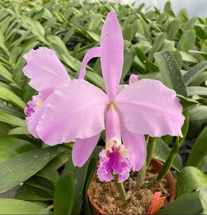 Cattleya mossiae 'Pink Square' x '#3', seedlings