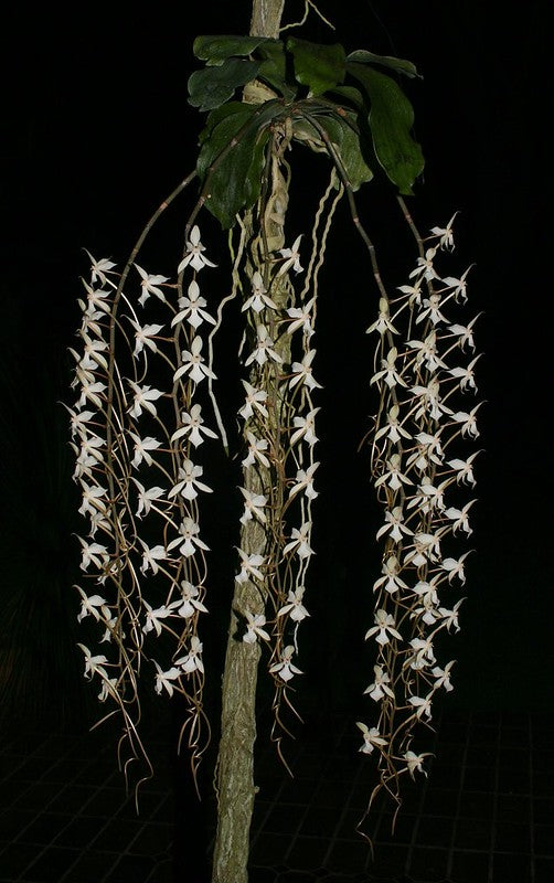 Aerangis kotschyana, Near Bloom Size