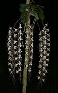 Aerangis kotschyana, Near Bloom Size