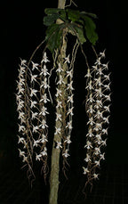 Aerangis kotschyana, Near Bloom Size