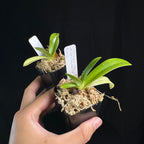 Paphiopedilum rothschildianum '2022-416' x 'Horizontal Wings', seedlings