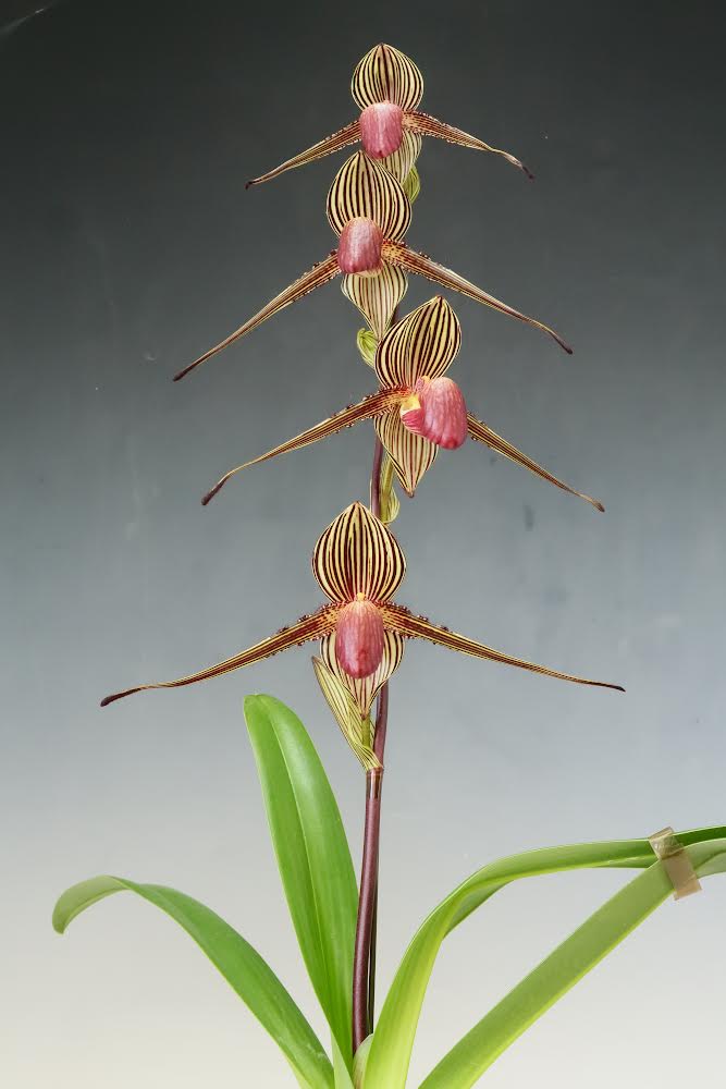Paphiopedilum rothschildianum '2022-416' x 'Horizontal Wings', seedlings